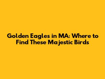 Golden Eagles in MA: Where to Find These Majestic Birds