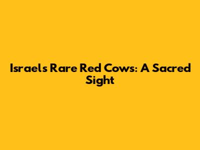 Israel's Rare Red Cows: A Sacred Sight