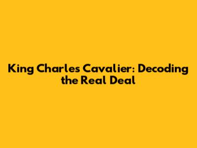 King Charles Cavalier: Decoding the Real Deal